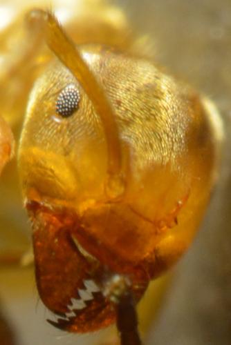 Lasius flavus